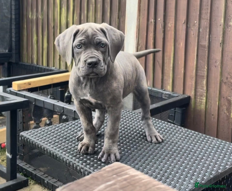 Cane Corso dogs Grand Champion Cane corso puppies - Advert 6