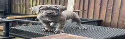 Cane Corso dogs for sale: Grand Champion Cane corso puppies - Advert 2
