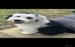 Sheepadoodle dogs for sale: Sheepadoodle puppies 1 boy left - Image 8