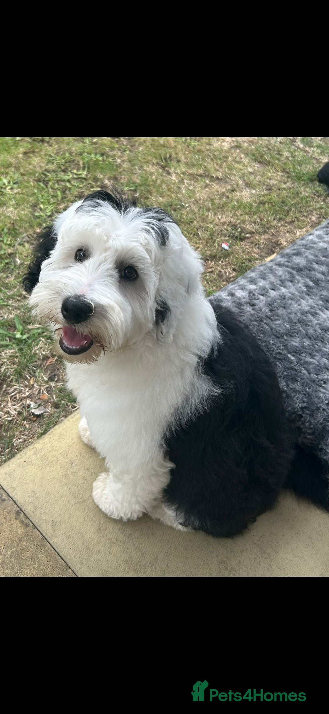 Sheepadoodle dogs for sale: Sheepadoodle puppies 1 boy left - Image 8