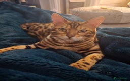 Bengal cats for sale: Pure bengal boy  - Image 4