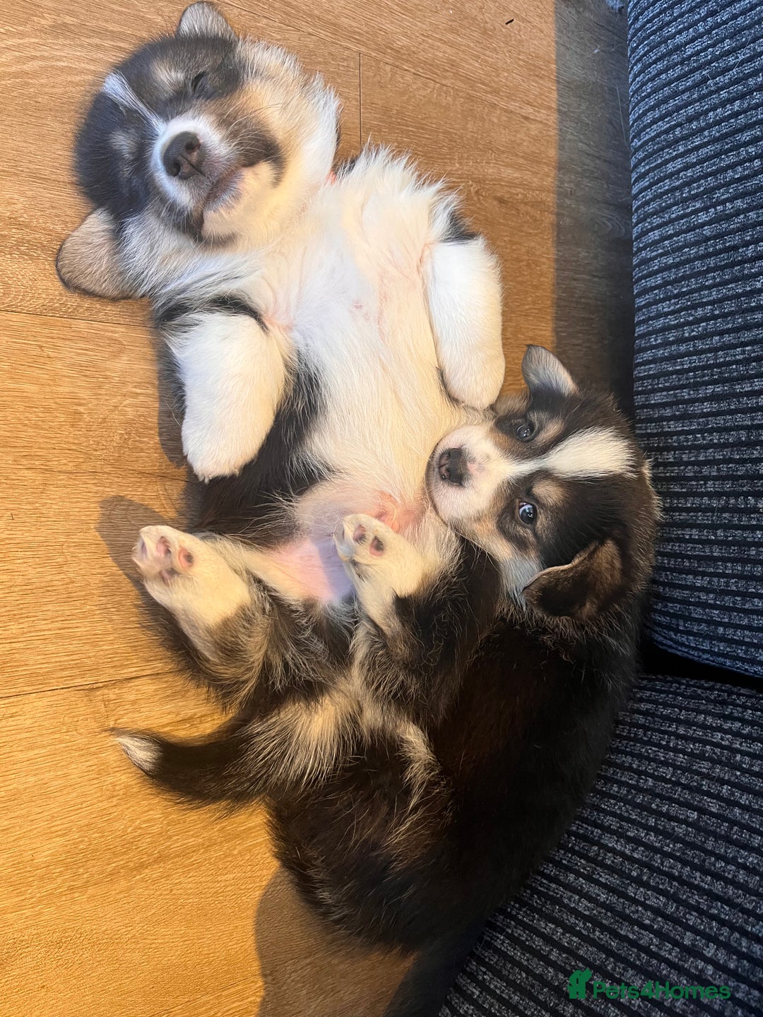 Welsh Corgi Pembroke dogs for sale: KC Pembroke Welsh Corgis (Gorgeous Tri Colour) - Advert 13