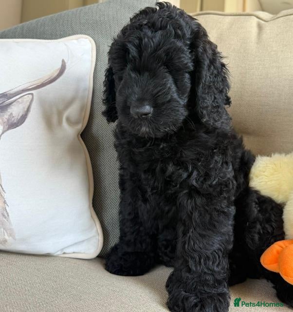 Saint Berdoodle dogs F1B SAINT BERNADOODLE HEALTH TESTED - Advert 1