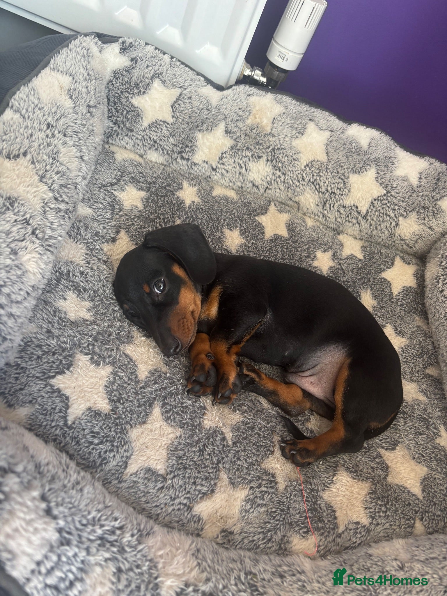 Miniature Dachshund dogs Male Minature Dachsund - Advert 1