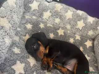 Miniature Dachshund dogs Male Minature Dachsund - Advert 1