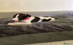 Whippet dogs for sale: Whippet puppies  - Image 21