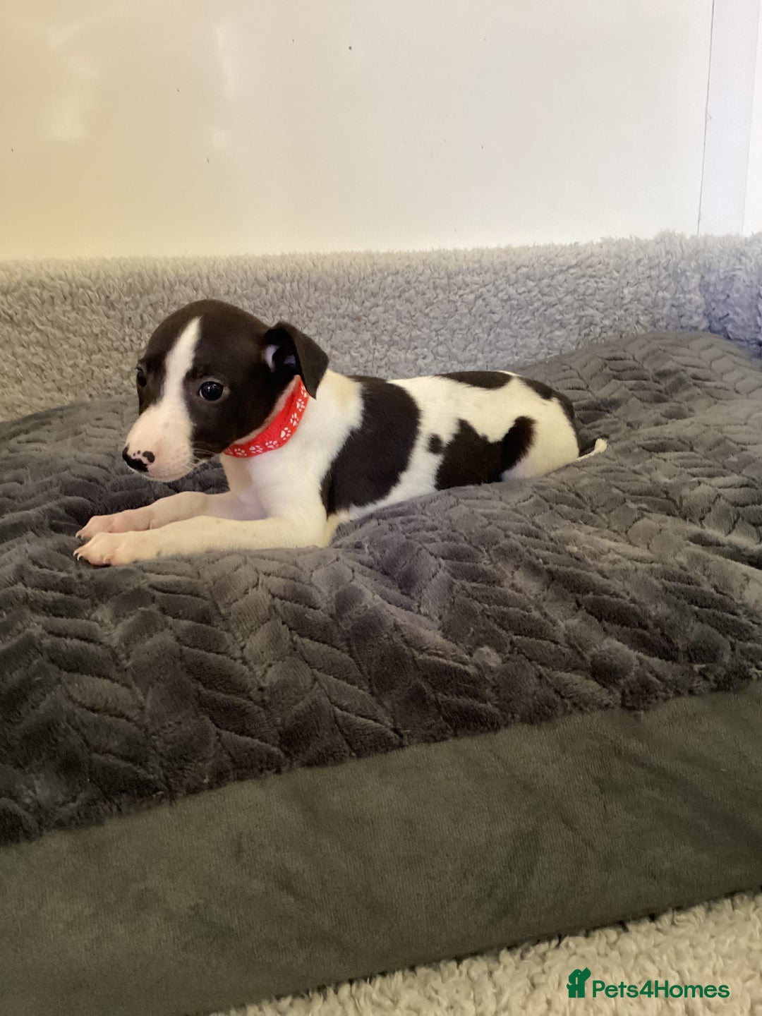 Whippet dogs for sale: Whippet puppies  - Image 21