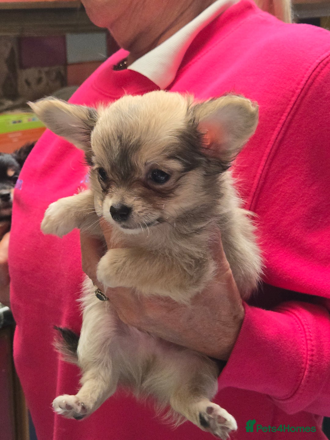 Chihuahua dogs for sale: Stunning long haired chihuahuas - Image 2