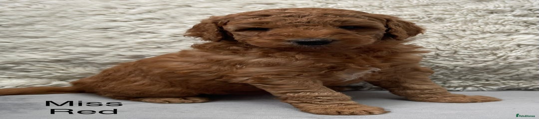 Australian Labradoodle Puppy 2