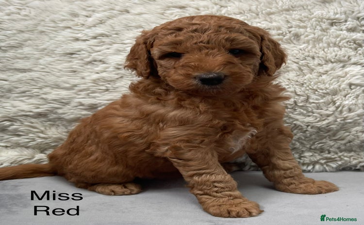 Australian Labradoodle dogs - Advert 2