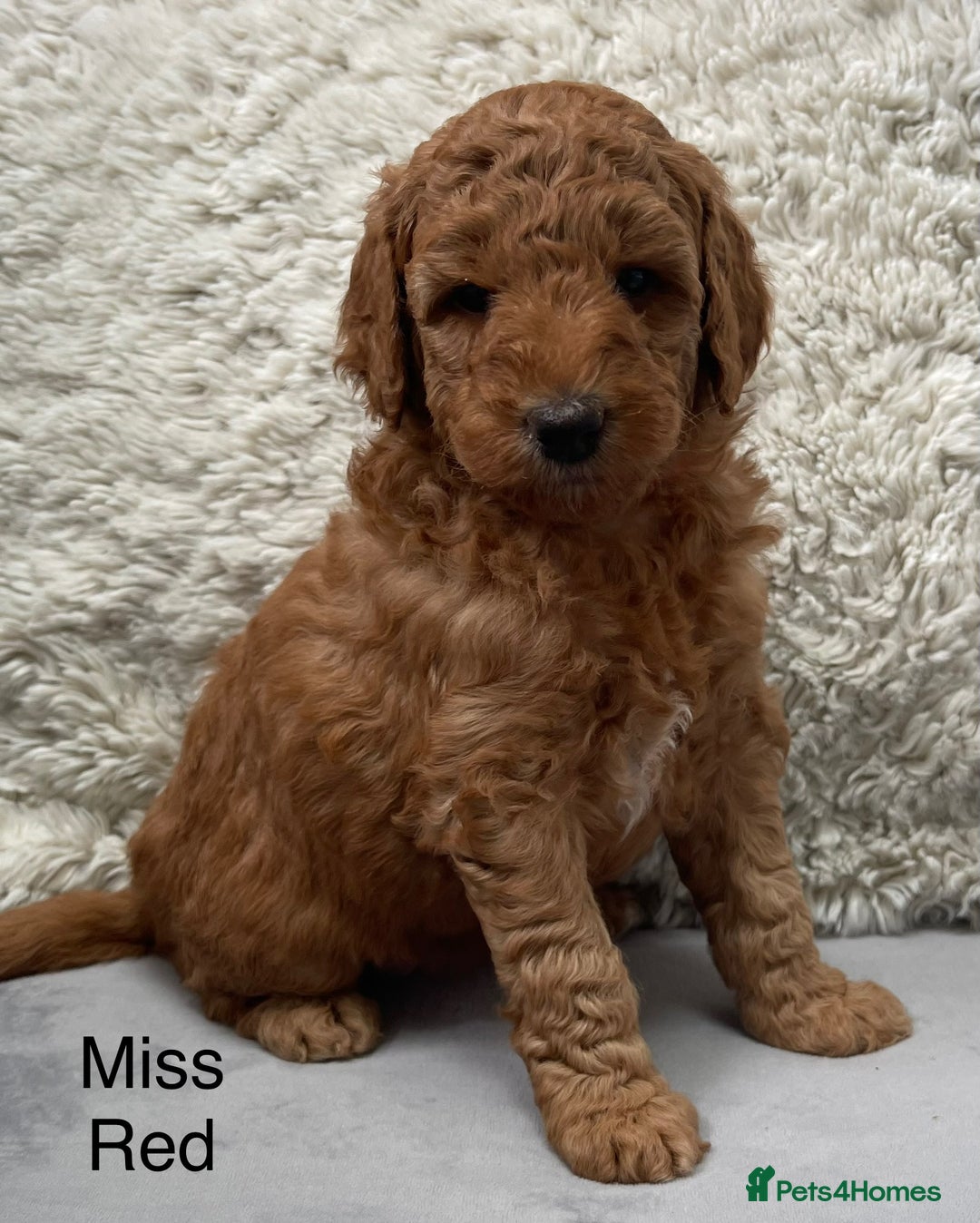 Australian Labradoodle dogs for sale: Stunning Australian Labradoodles  - Image 1