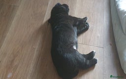 Mixed Breed dogs for sale: 3 beautiful bitches - Image 13