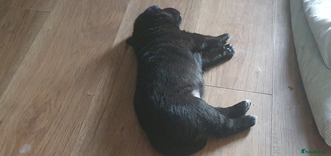 Mixed Breed dogs for sale: 3 beautiful bitches - Image 13