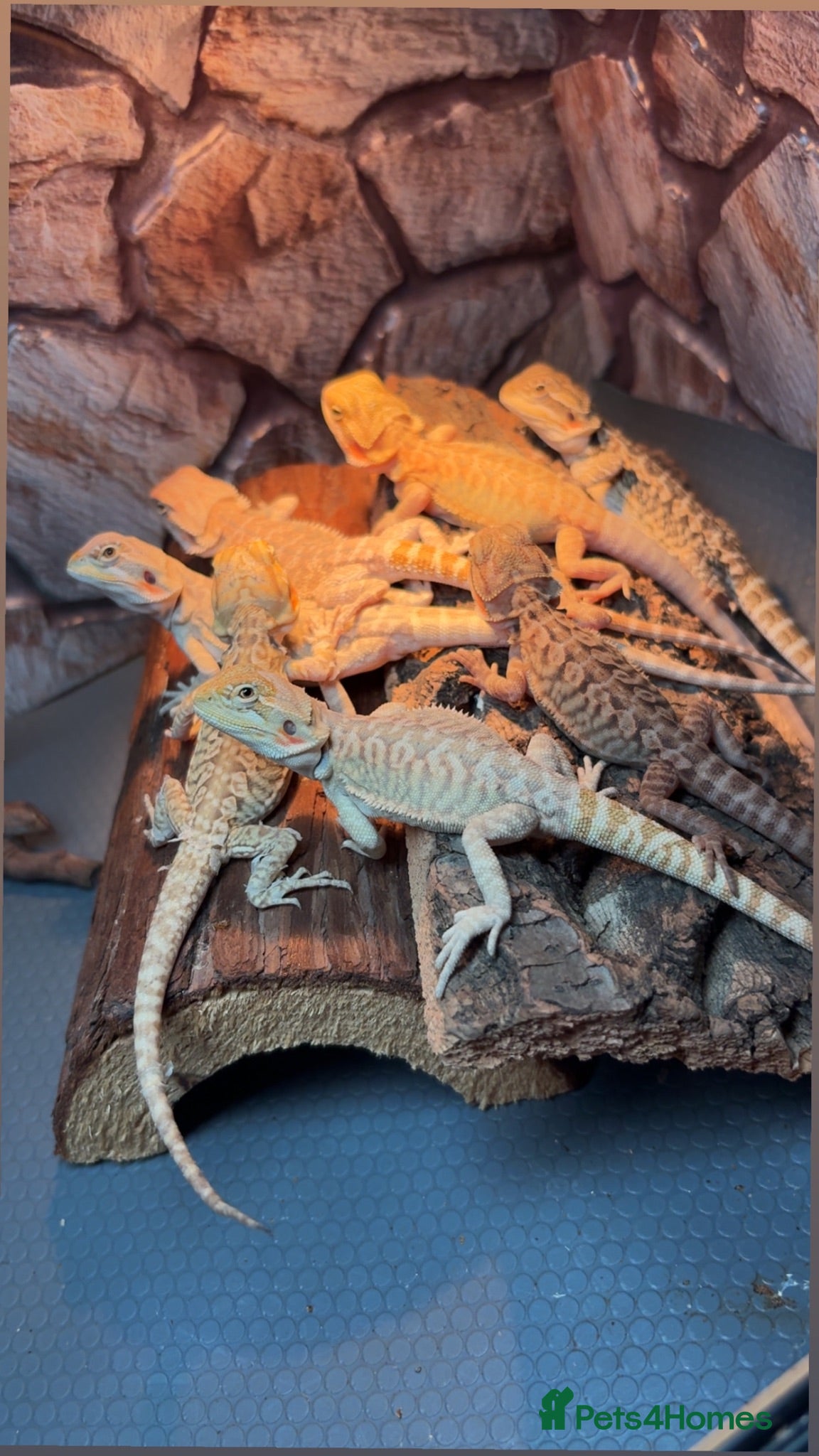 Bearded Dragon reptiles Clutch of leather backbearded dragon babies - Advert 13