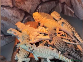 Bearded Dragon reptiles Clutch of leather backbearded dragon babies - Advert 13