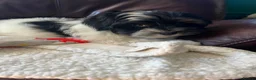 Havanese dogs for sale: Fully vaccinated kc registered girl pup - Advert 3