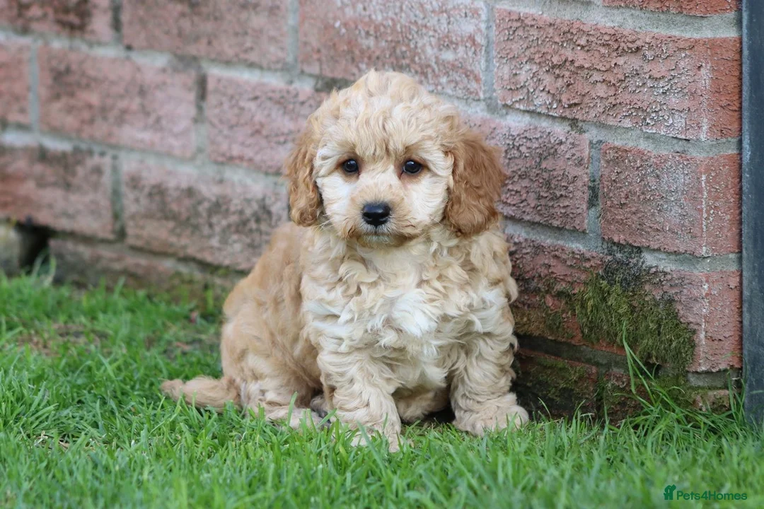 Cavapoochon dogs for sale: CAVAPOOCHON PUPPIES FOR SALE - Advert 39