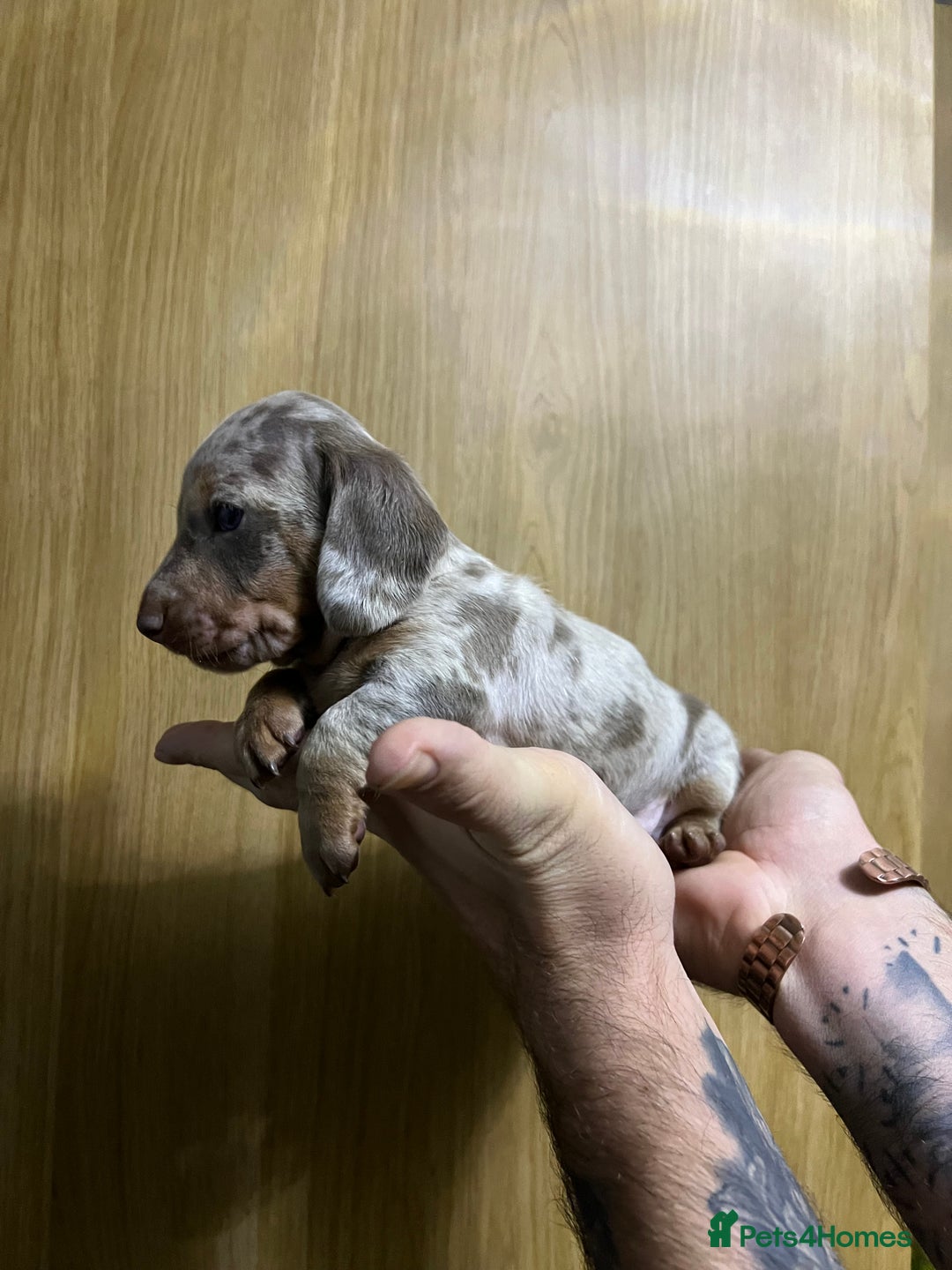 Miniature Dachshund dogs for sale: Isabelle and tan dapple boy  - Advert 1