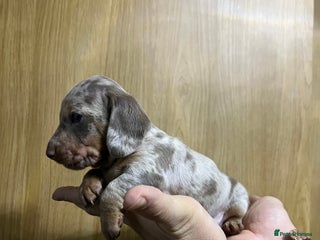 Miniature Dachshund dogs Isabelle and tan dapple boy - Advert 1