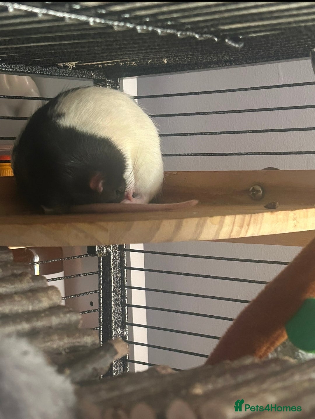 Rat rodents for sale: 4 1 year old boys  - Advert 4