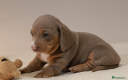 Miniature Dachshund dogs for sale: 5StarsLicensed+KC+PRAClear+VetChecked - Image 6