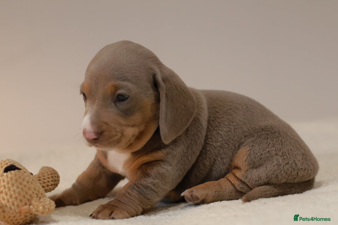 Miniature Dachshund dogs for sale: 5StarsLicensed+KC+PRAClear+VetChecked - Image 6