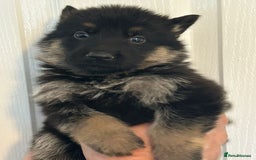 German Shepherd dogs for sale: GERMAN SHEPHERD  - Image 3