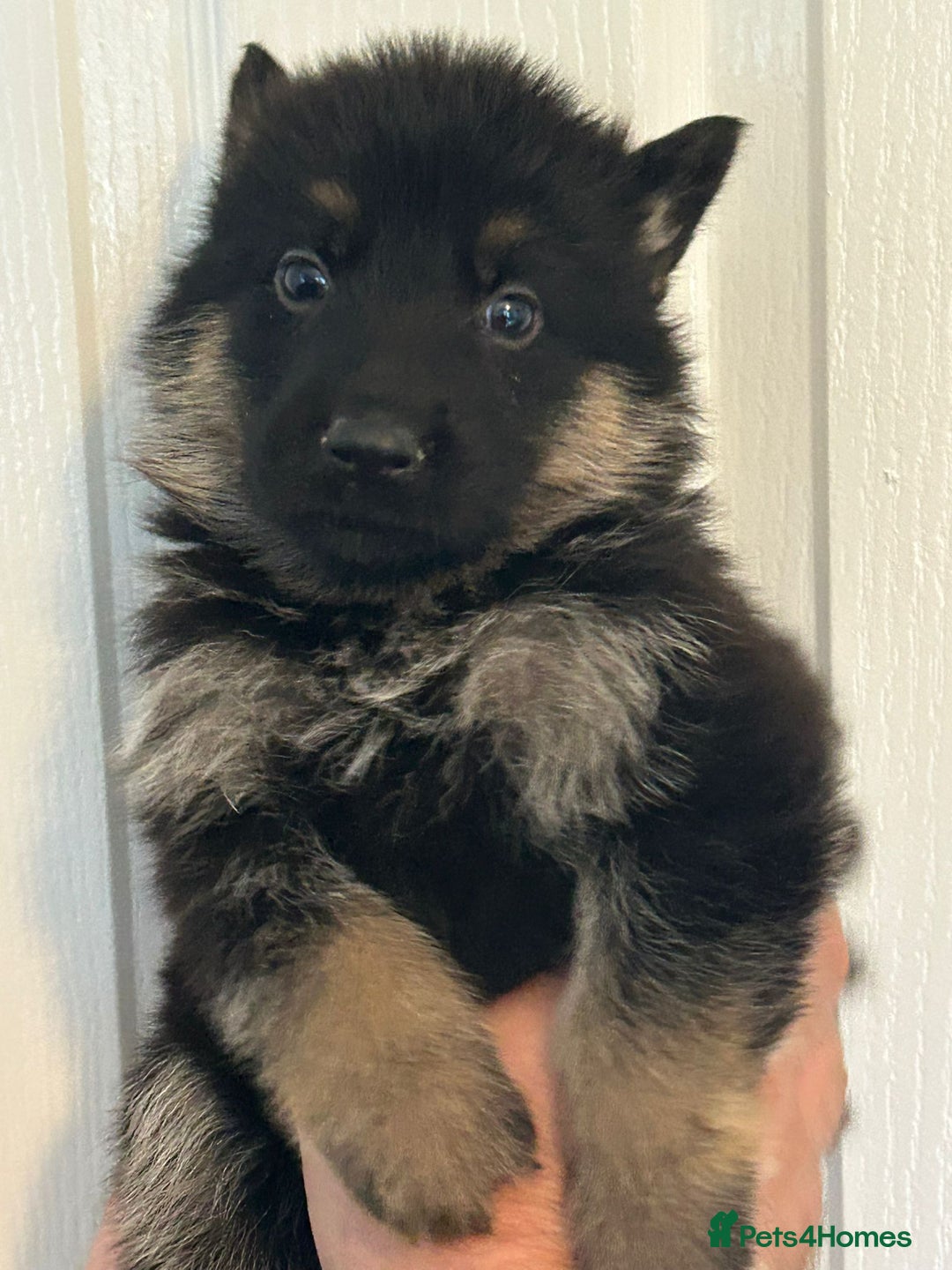 German Shepherd dogs for sale: GERMAN SHEPHERD  - Image 3