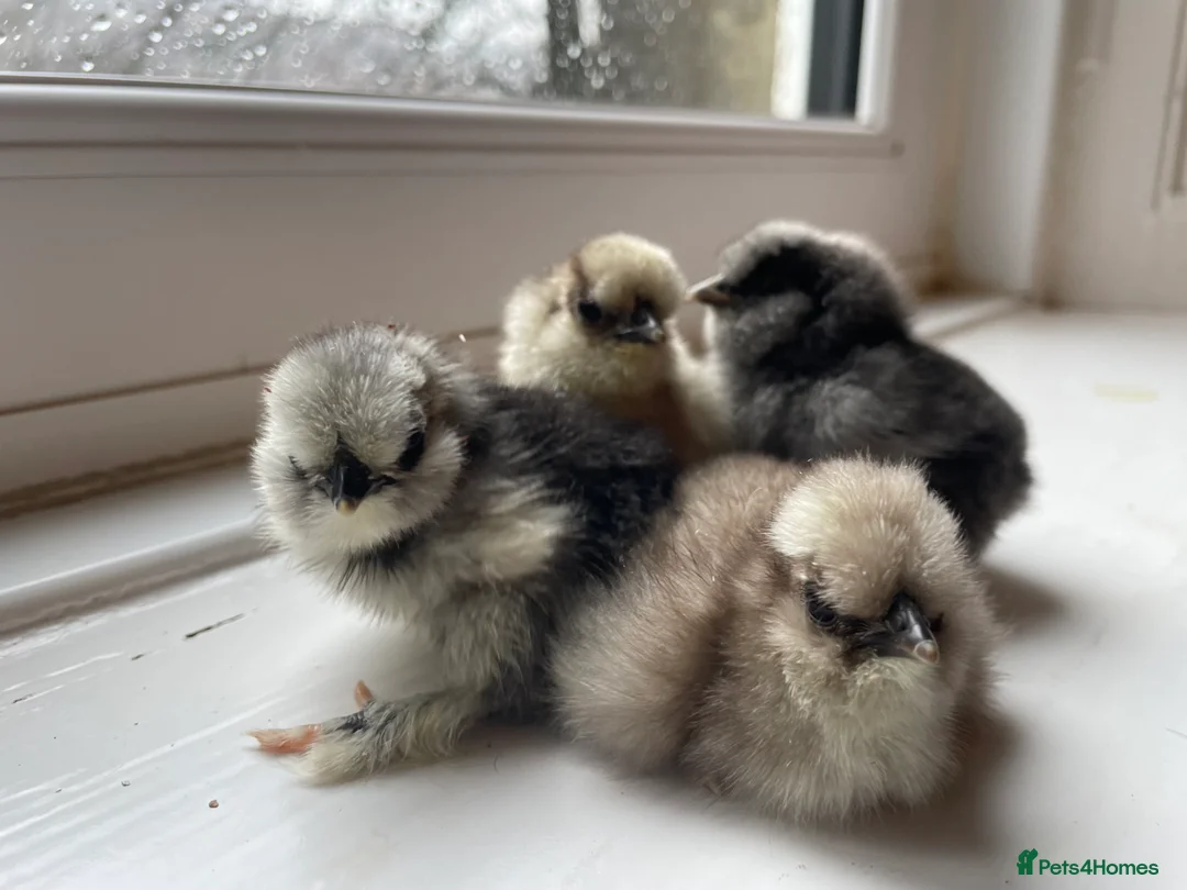 Chickens poultry for sale: 🤍Day old USA Silkies 🤍 - Advert 10