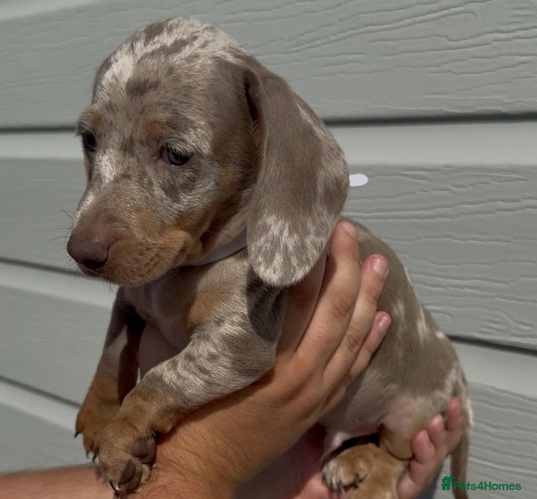 Miniature Dachshund dogs for sale: Miniature Dachshund Puppies  - Image 3