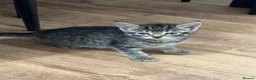 Mixed Breed cats for sale: 🐾 4 adorable mixed-breed kittens for sale! 🐾 in Stoke-on-Trent - Advert 5