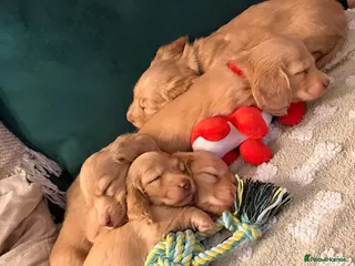 Miniature Dachshund dogs Kennel Club Cream Miniature Long-Haired Dachshunds - Advert 14