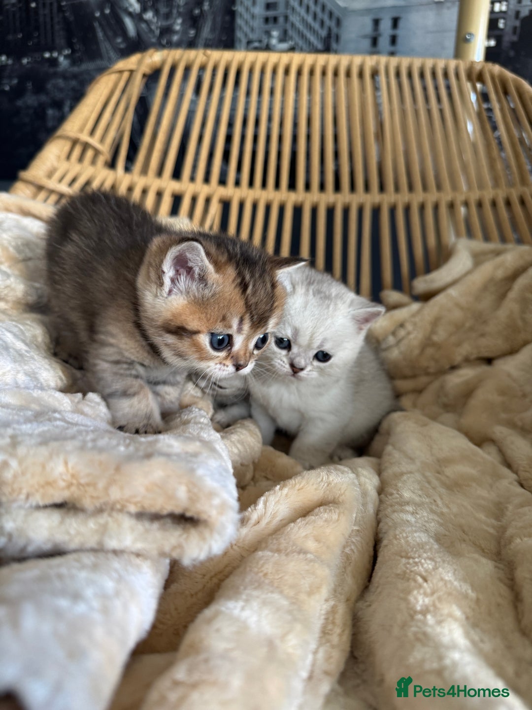 British Shorthair cats for sale: 2 Outstanding BSHLitter Chinchilla &Classic Lines) - Advert 8