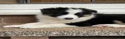 Border Collie dogs for stud: proven border collie at stud - Advert 10