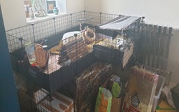 Guinea Pig rodents for sale: 2 bonded females looking for a new home - Image 4
