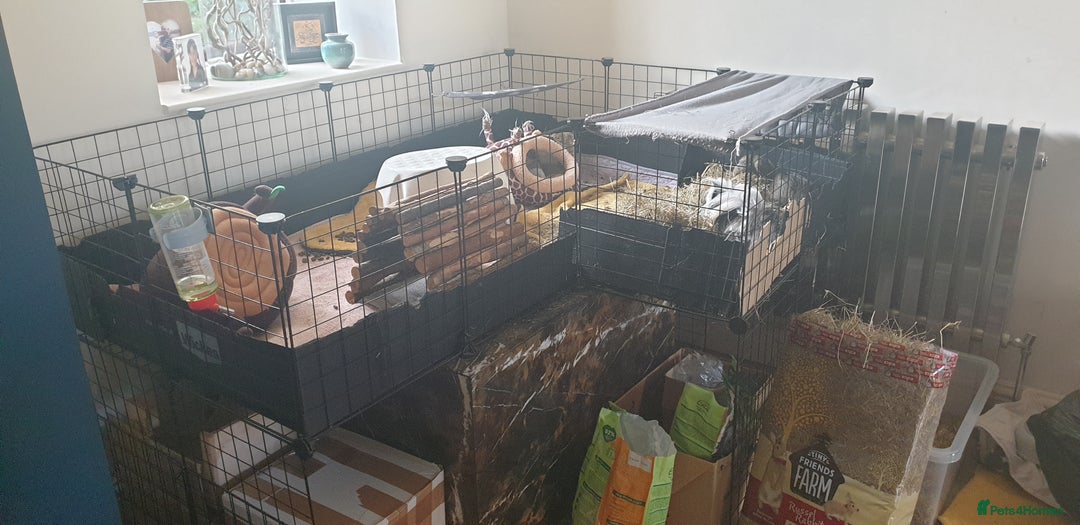 Guinea Pig rodents for sale: 2 bonded females looking for a new home - Image 4