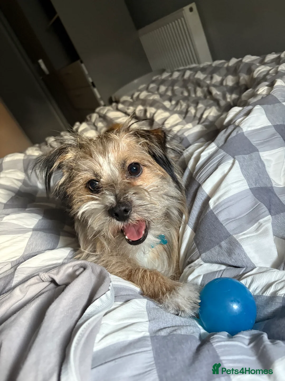 Mixed Breed dogs for sale: This is Bear - Advert 8