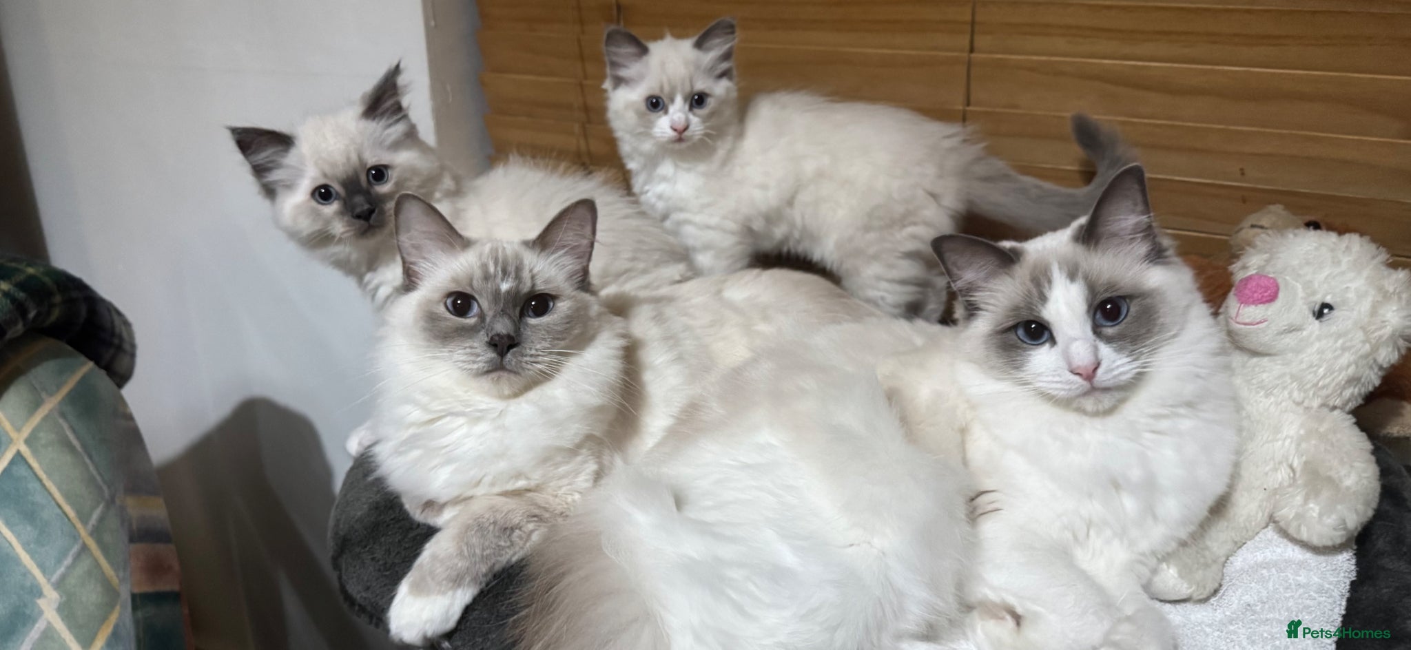 Ragdoll cats Gorgeous pedigree Ragdoll Kittens  - Advert 1