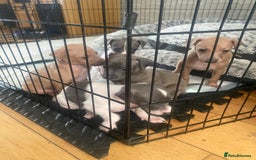 Italian Greyhound dogs for sale: ItalianGreyhound Puppies Ready4Their Forever Homes - Image 18