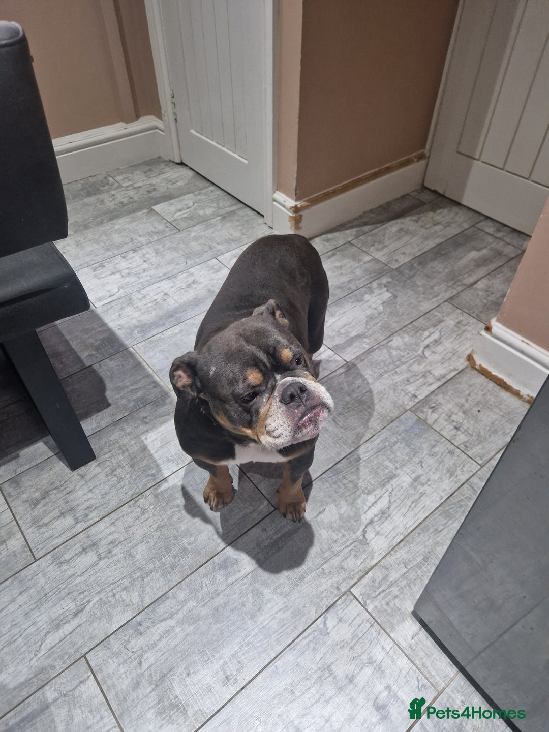 Mixed Breed dogs for sale: Beautiful Blue tri girl - Advert 7