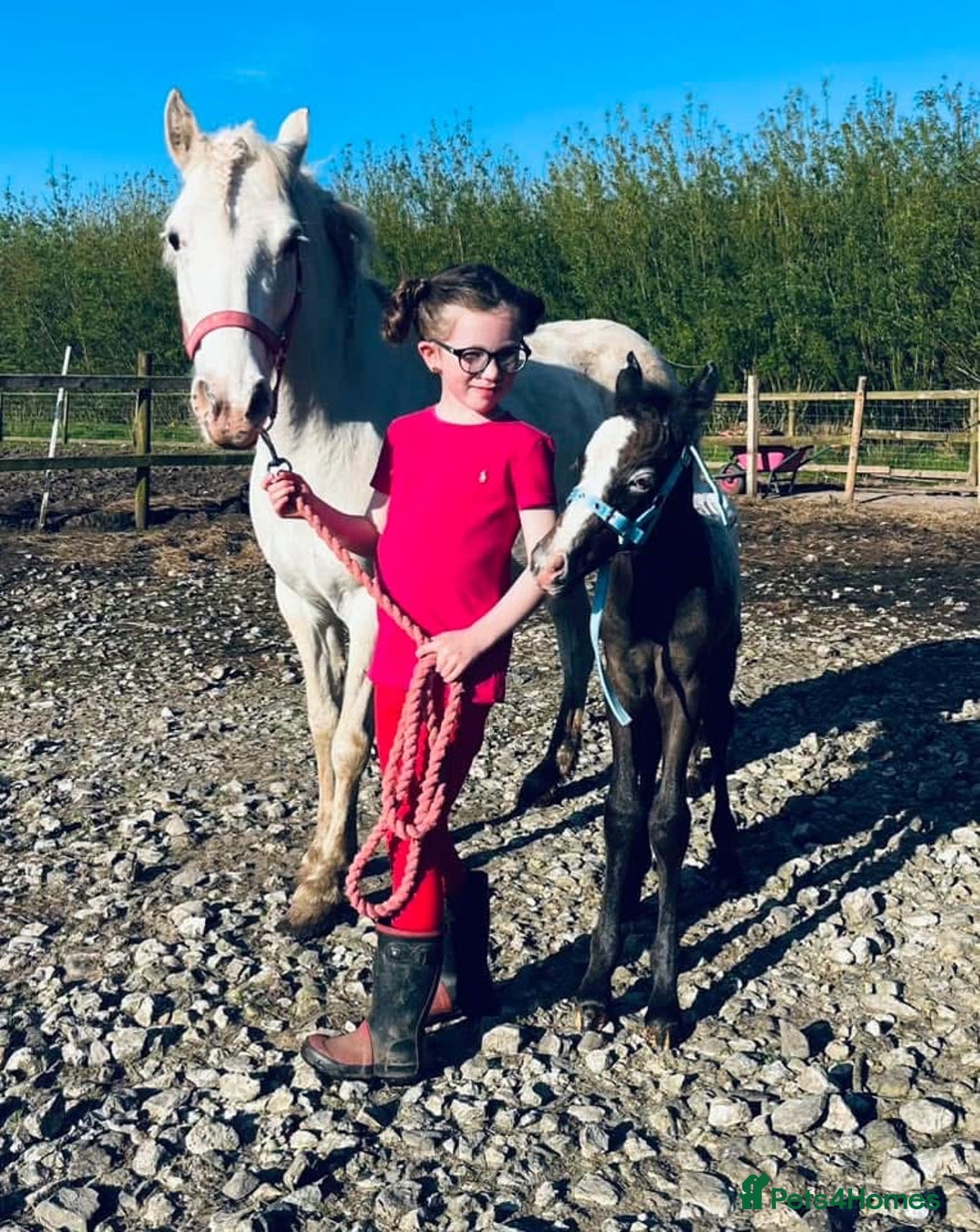 Riding pony horses for sale: For Sale Kids Lead Rein Pony! Safe and Bombproof - Advert 11