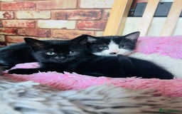 Mixed Breed cats for sale: Adorable kitty For black cat lovers  - Image 12