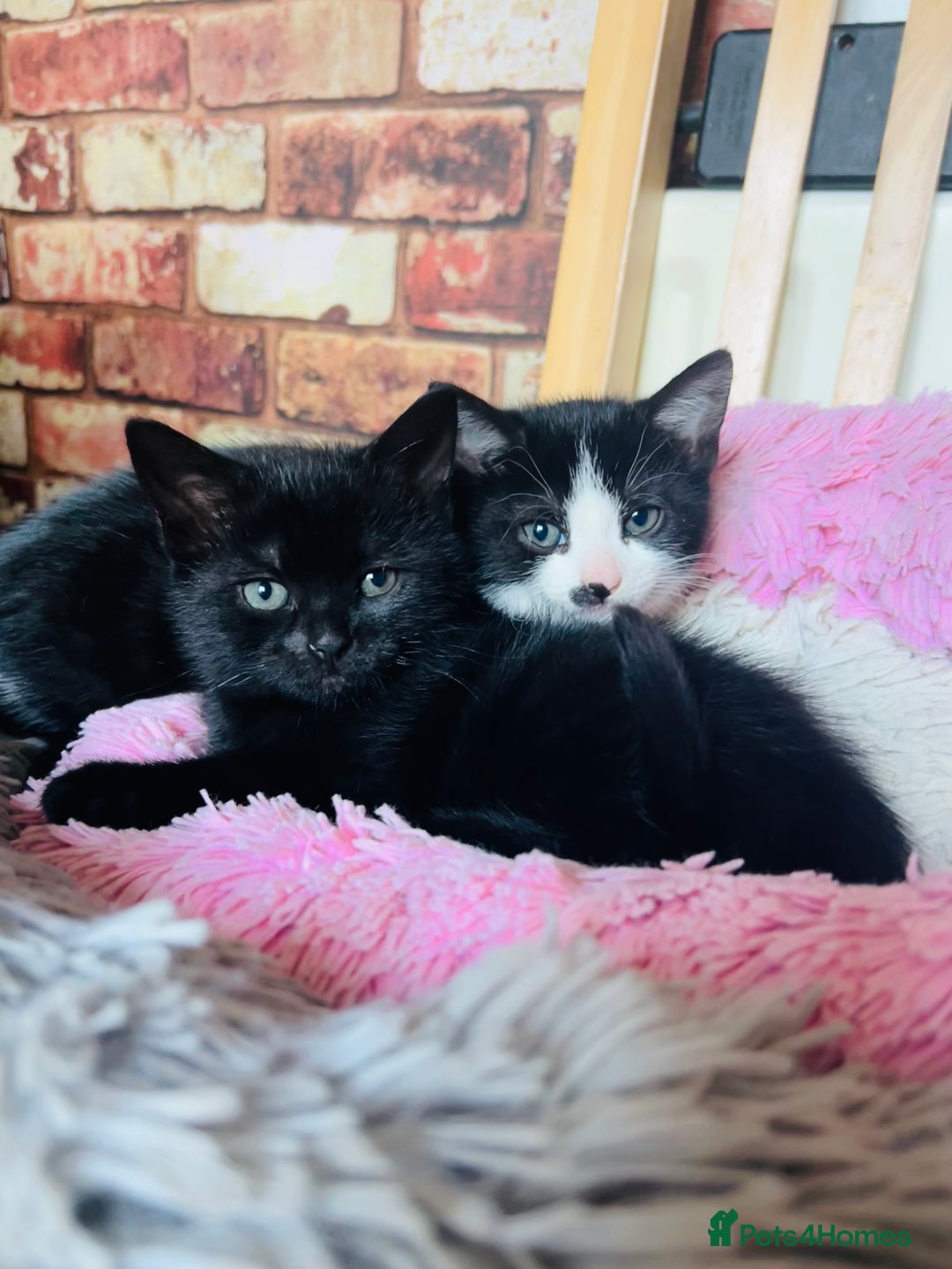 Mixed Breed cats for sale: Adorable kitty For black cat lovers  - Image 12