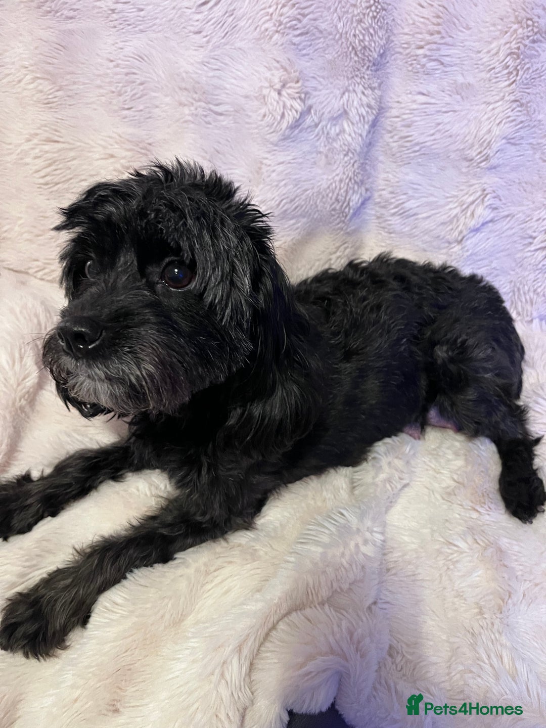 Cavapoo dogs for sale: STUNNING F1b REVERSE Cavapoos - Advert 8