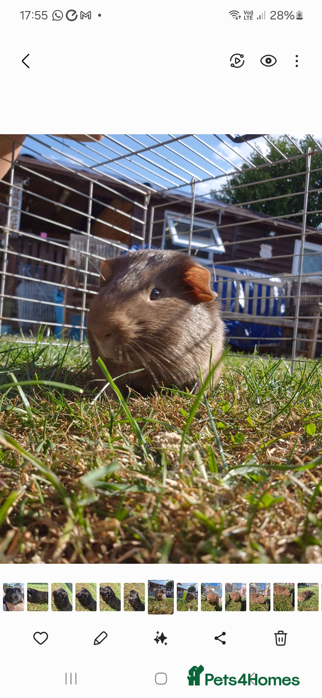 Guinea Pig rodents for sale: Otto male guinea pig - Image 3