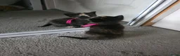Mixed Breed cats for sale: Beautiful little girl - Advert 6