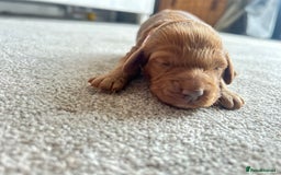 Cockapoo dogs for sale: Beautiful Cockapoo F2 puppies  - Image 9