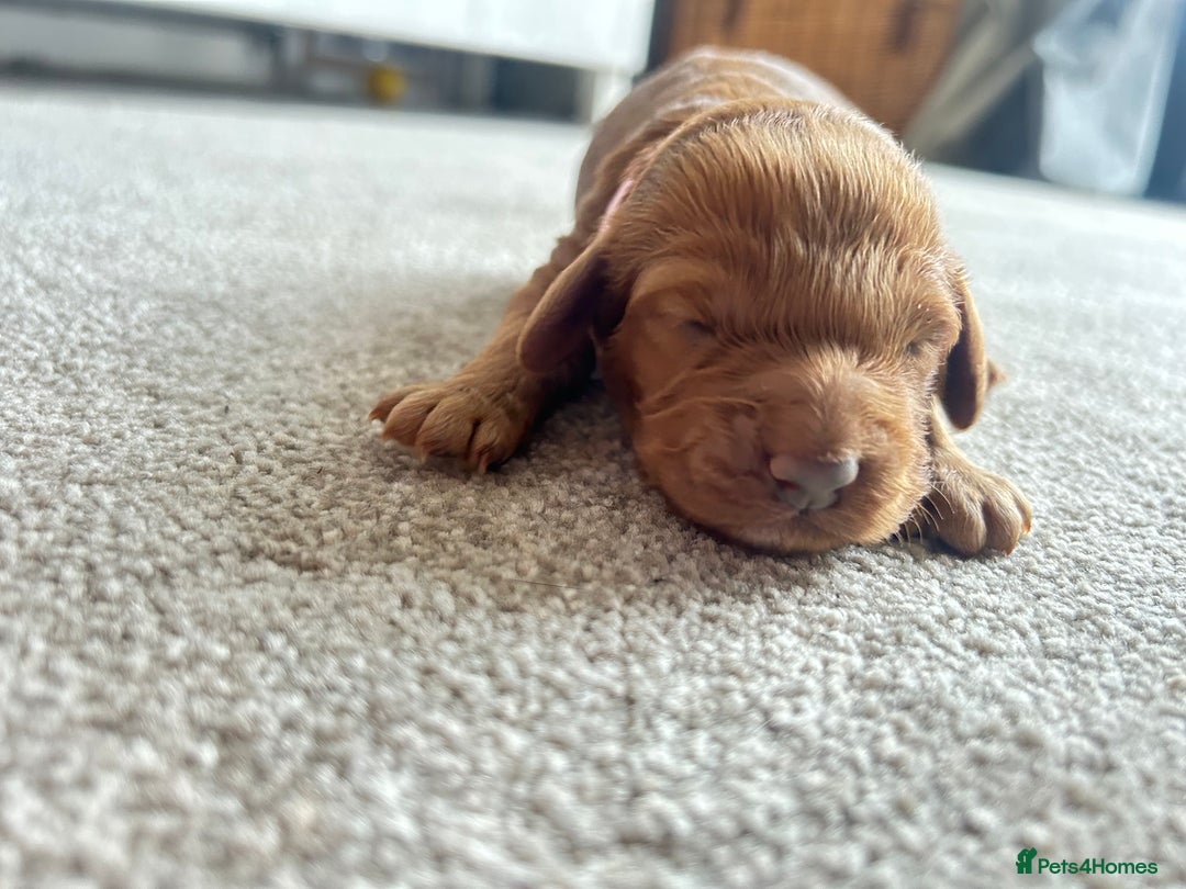 Cockapoo dogs for sale: Beautiful Cockapoo F2 puppies  - Image 9