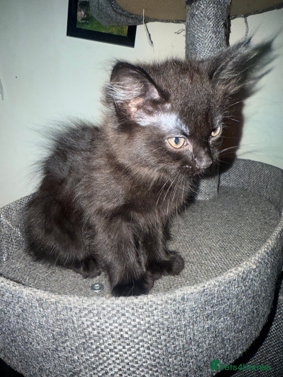 British Longhair cats for sale: 1 long fur polydactyl male kitten  - Image 8