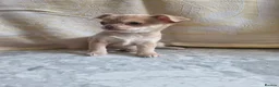 Chihuahua dogs for sale: Kc registered female chihuahua puppy in London - Advert 3